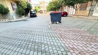 Stray cats are starving, so they wait by the trash can for food.