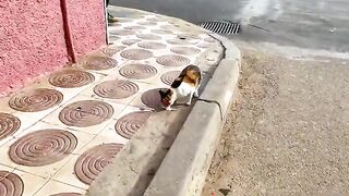A hungry calico cat eats a little cheese she got from a passerby.