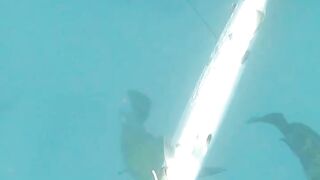 Goliath grouper head shoot underwater