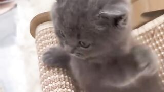 Funny Cat Videos