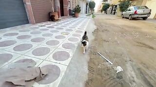 The cat who started talking about a quick meal has a cute meow.