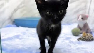The kitten became more affectionate and cried for me.