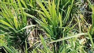 Persawahan di sore hari