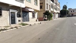 The stray cat Bagheera will try to talk to us every time we visit him.