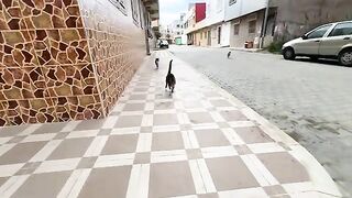 When the stray cats came to us and their first talk to us was about love and food.