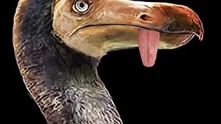 The Dodo Didn’t Go Extinct Naturally We Did This