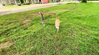 Stray cat Tiger is filled with jealousy of all the ginger cats.