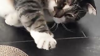 kitty toys