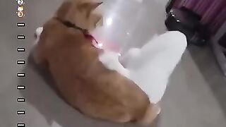 Top 13 funniest Two dramatic cats