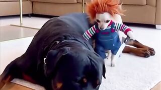 From KlickPin CF cute dogs and puppies