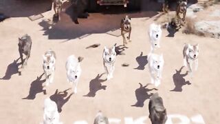 How Wolves Rebalanced Yellowstone’s Ecosystem ????