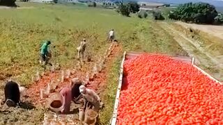 This is why workers are the goats