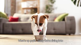 Dog Breeds Explained ???? | Types of Dogs & Their Unique Features