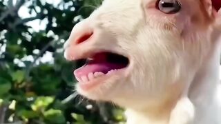 Interesting goat ????????????????????????