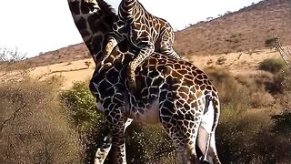 Baby Giraffe Rides on Mom s Back.mp4.2026