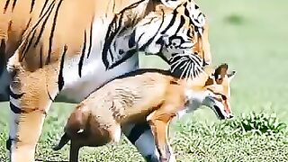 tiger vs fox battle.mp4.2026