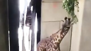Giraffe Comes to See His Newborn Baby ????.mp4.2026
