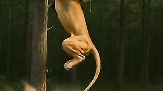 Lion hunt Fox hunting.mp4.2026