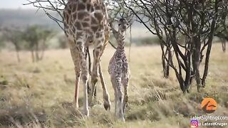 Battle Between Lioness & Giraffe Over Her Newborn Baby.mp4.2026