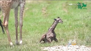Determined Baby Giraffe Learns To Walk In Ohio.mp4.2026