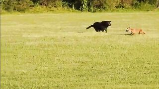 Fox vs Dog. Fox attack Dog..mp4.2026