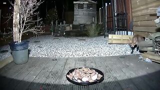 Fox escapes angry cat.mp4.2026