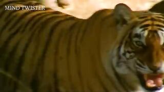 Tiger VS Lion. Who would win .mp4.2026