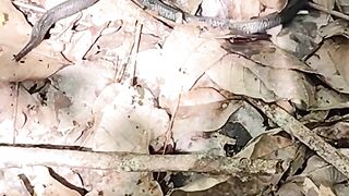 BABY KING COBRA