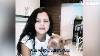 portal zacarias cachorro orelha morto
