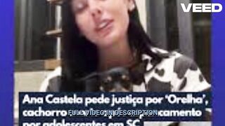 cachorro orelha morto