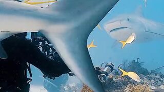 Tiger shark hunting underwater ocean with baby shark 2026