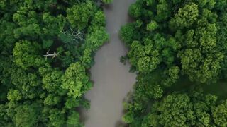 Deep Jungle Background ???? | Wild Nature Sounds | Relaxing Yet Powerful Forest Vibes