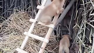 FUNNY PUPPY MOMENT