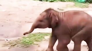 Baby elephants