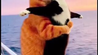 Viral Titanic Cat Jody