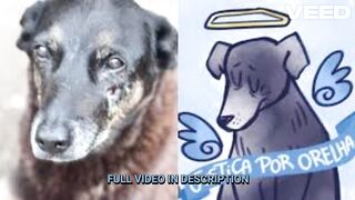 Portal zacarias cachorro orelha morto