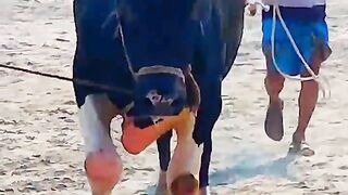 Cow videos 978???? _shortsvideo _funnyshorts