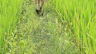 File name Jai hanuman video ❤️❤️????(720P_HD).