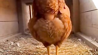 Chicken Laying Egg(720P_HD).mp4