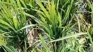 Salah satu hasil petani (sawah)