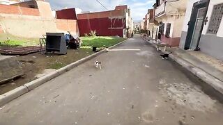 When the calico cat ran to us, all the cats ran after her.