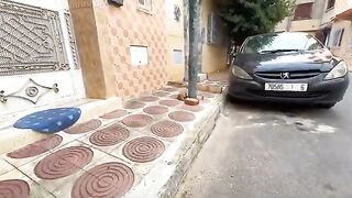 Mama cat comes after waking up her kittens, she comes to ask for love and food.
