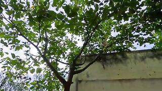 Sweet mama cat and her kittens wait for a hug from the couple every day.