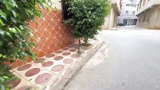 The stray cat with the big head will always greet us with kindness.