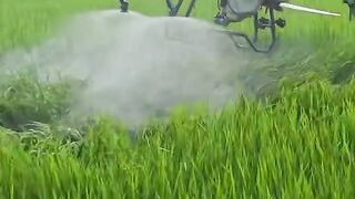 China's drone revolution in agriculture