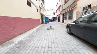The big cat and his stray friend are cute with a very cute face.