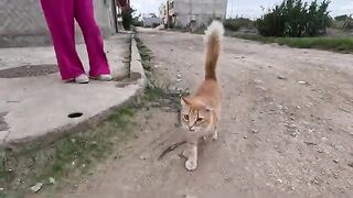 The ginger cat is very calm and very friendly.
