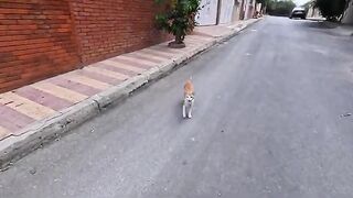 A stray ginger cat tries to show all his affection so he can get more love.