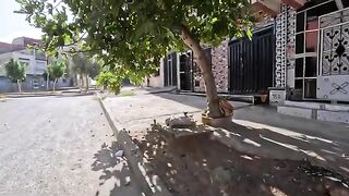 When the mother cat came she wanted to teach her shy kitten not to be shy of us.