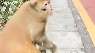 Hilarious_Monkey_Compilation_